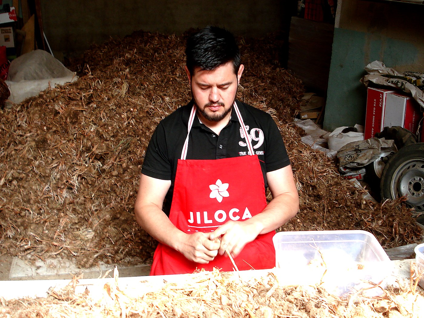 Jos&eacute; cleaning bulbs